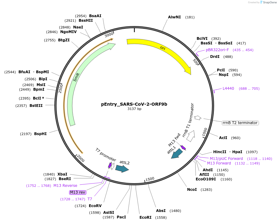 168885-plasmid-map-sequence-id-327333