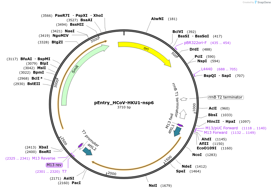 168895-plasmid-map-sequence-id-327353