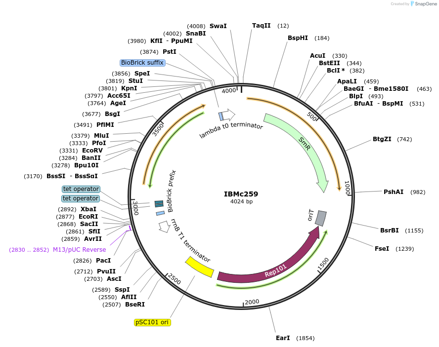 161951-plasmid-map-sequence-id-327547