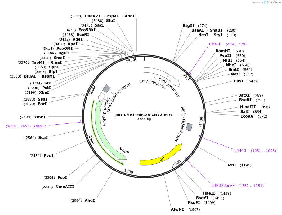164668-plasmid-map-sequence-id-327552