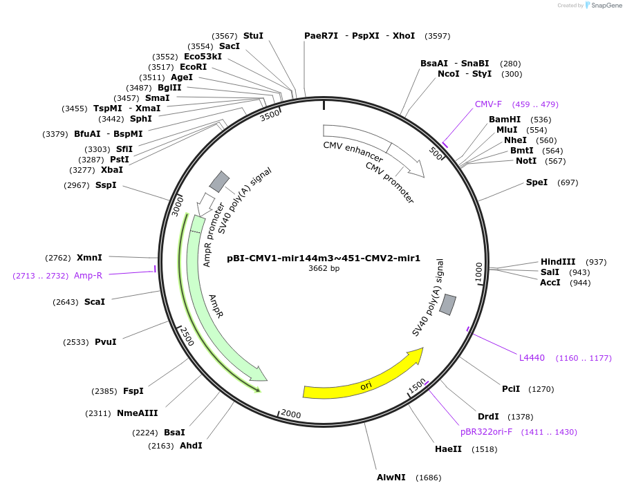 164677-plasmid-map-sequence-id-327561