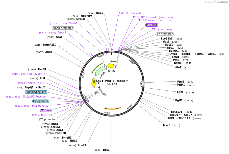 165598-plasmid-map-sequence-id-327575