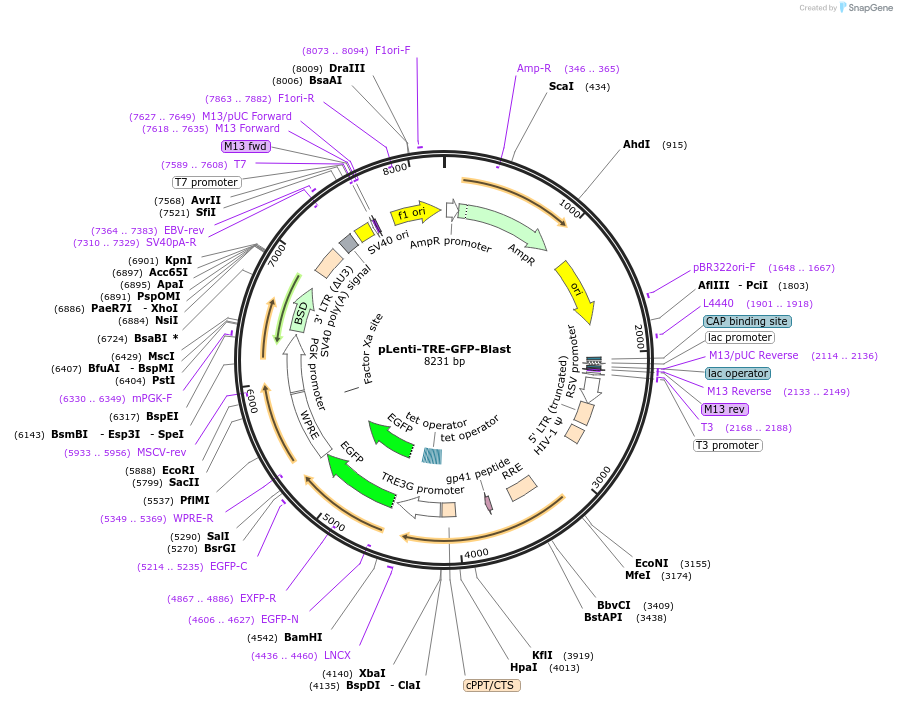 135673-plasmid-map-sequence-id-327577