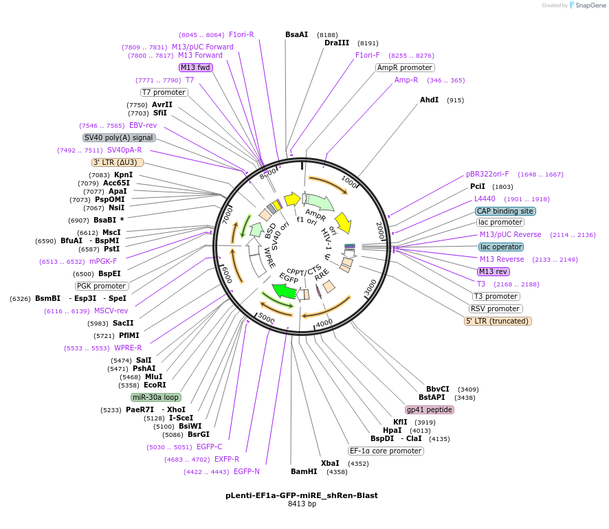 135682-plasmid-map-sequence-id-327602