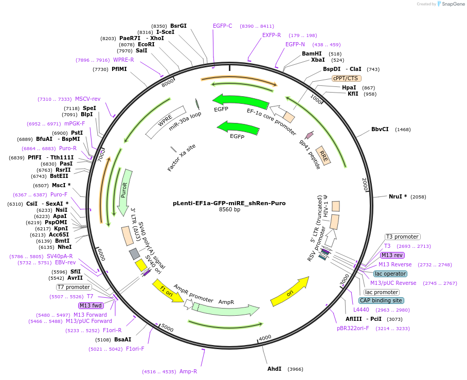 135683-plasmid-map-sequence-id-327605