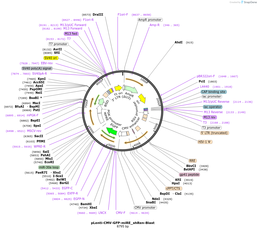 135684-plasmid-map-sequence-id-327610