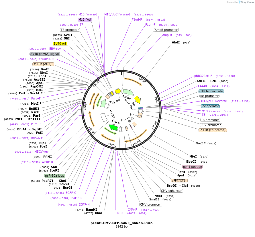 135685-plasmid-map-sequence-id-327612