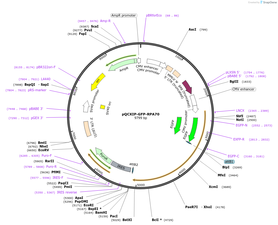 164231-plasmid-map-sequence-id-327618