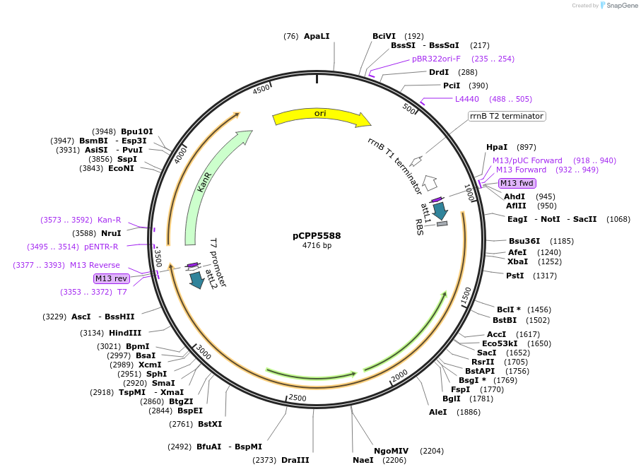 128708-plasmid-map-sequence-id-327620