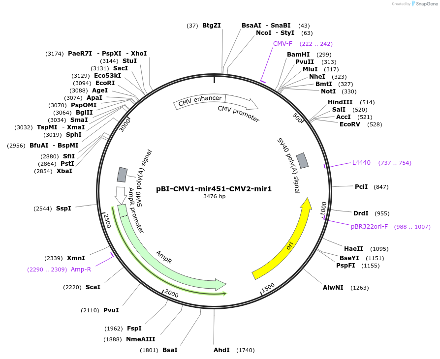 164635-plasmid-map-sequence-id-327633