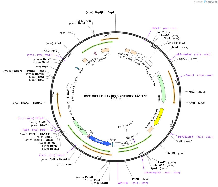 164793-plasmid-map-sequence-id-327639
