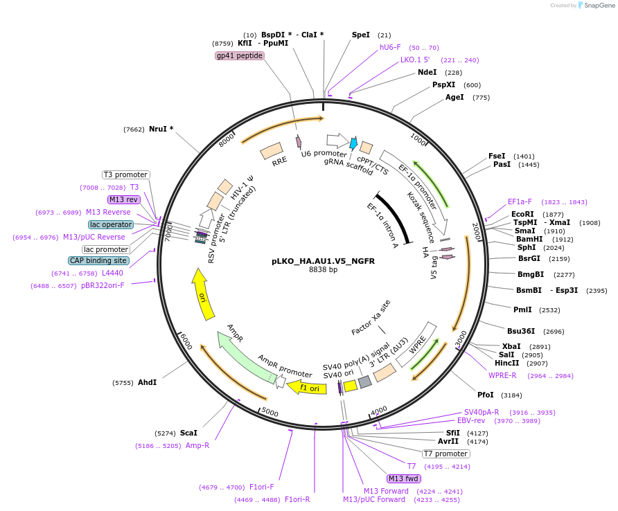 158235-plasmid-map-sequence-id-327652