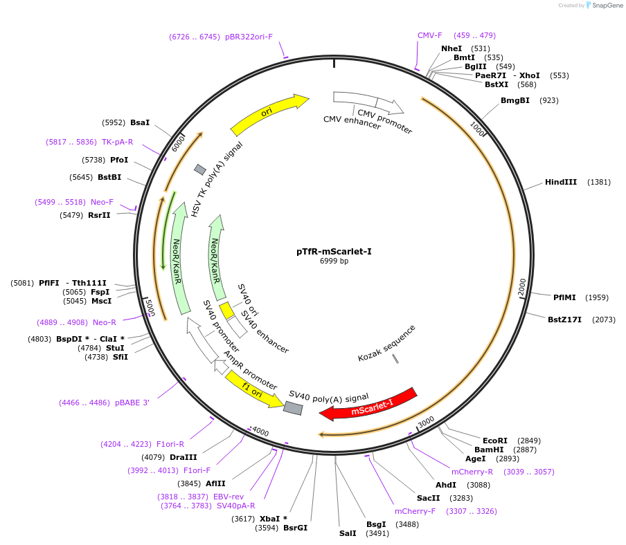 112954-plasmid-map-sequence-id-327653