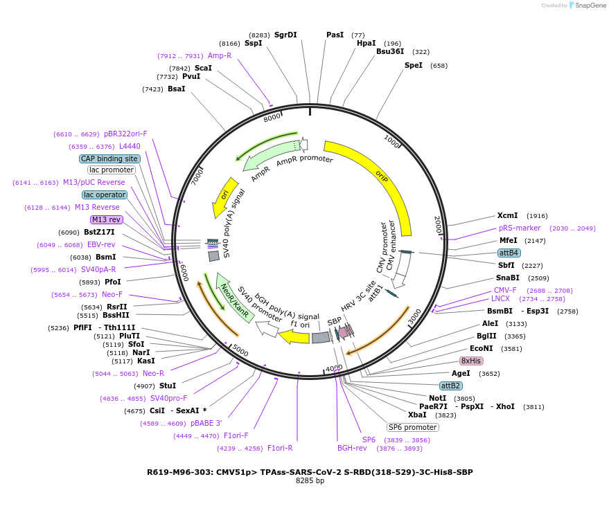 166020-plasmid-map-sequence-id-327657