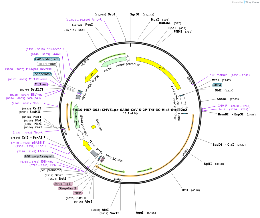 166012-plasmid-map-sequence-id-327660