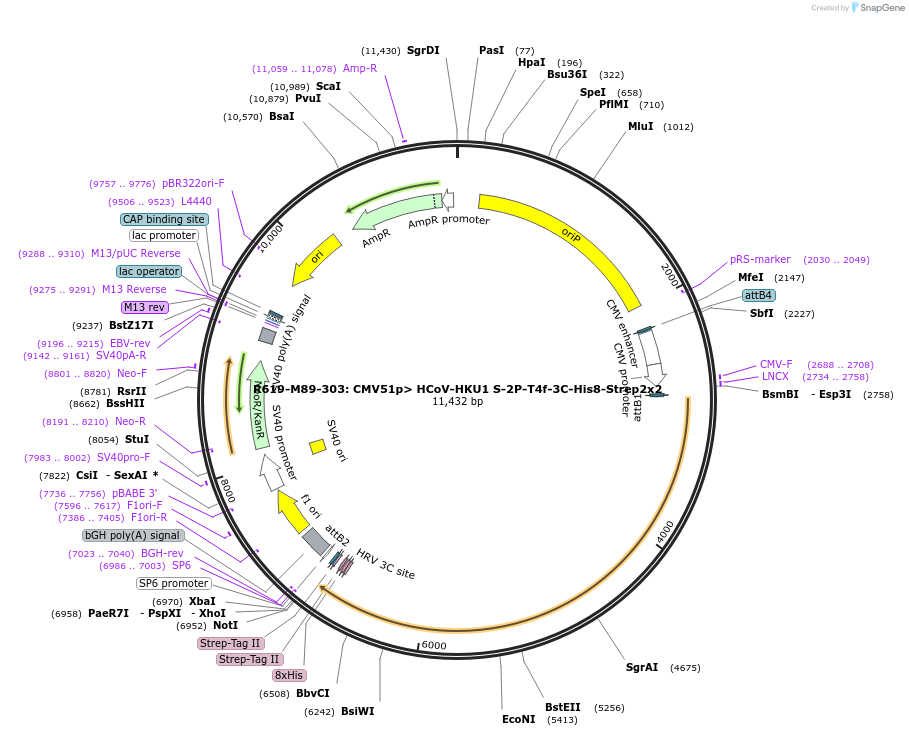 166014-plasmid-map-sequence-id-327662