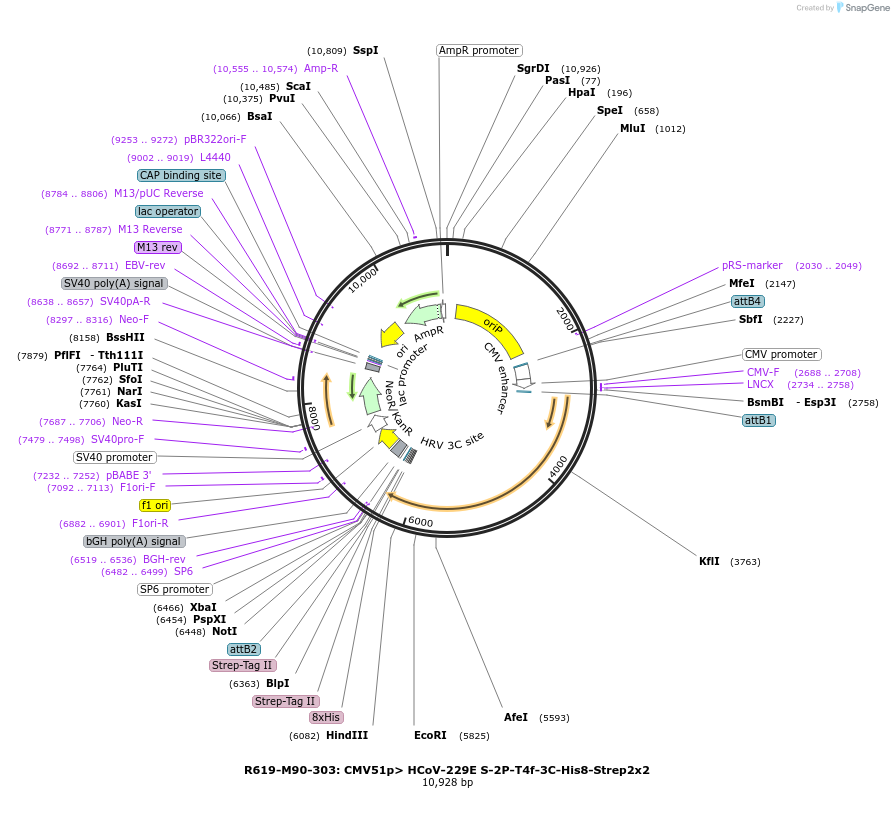 166016-plasmid-map-sequence-id-327663