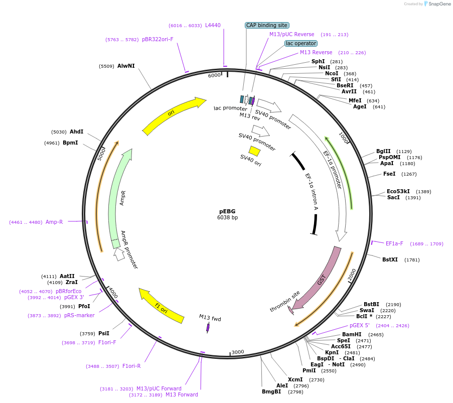 22227-plasmid-map-sequence-id-327664