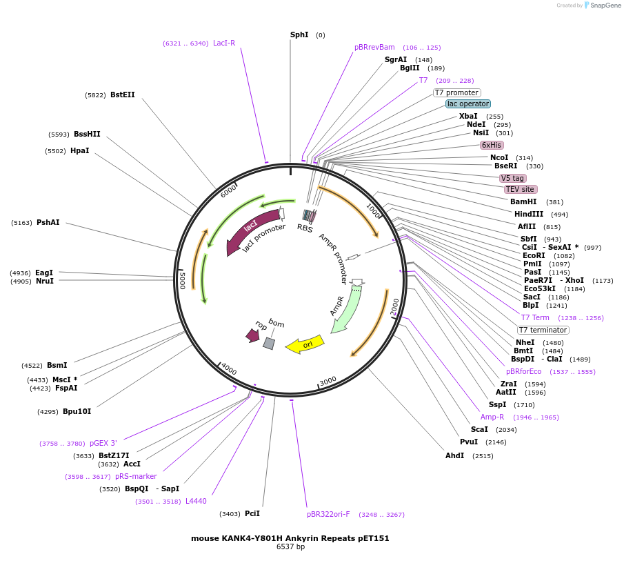 164058-plasmid-map-sequence-id-327667