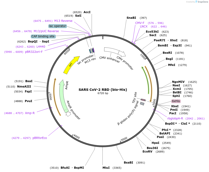 166857-plasmid-map-sequence-id-327669