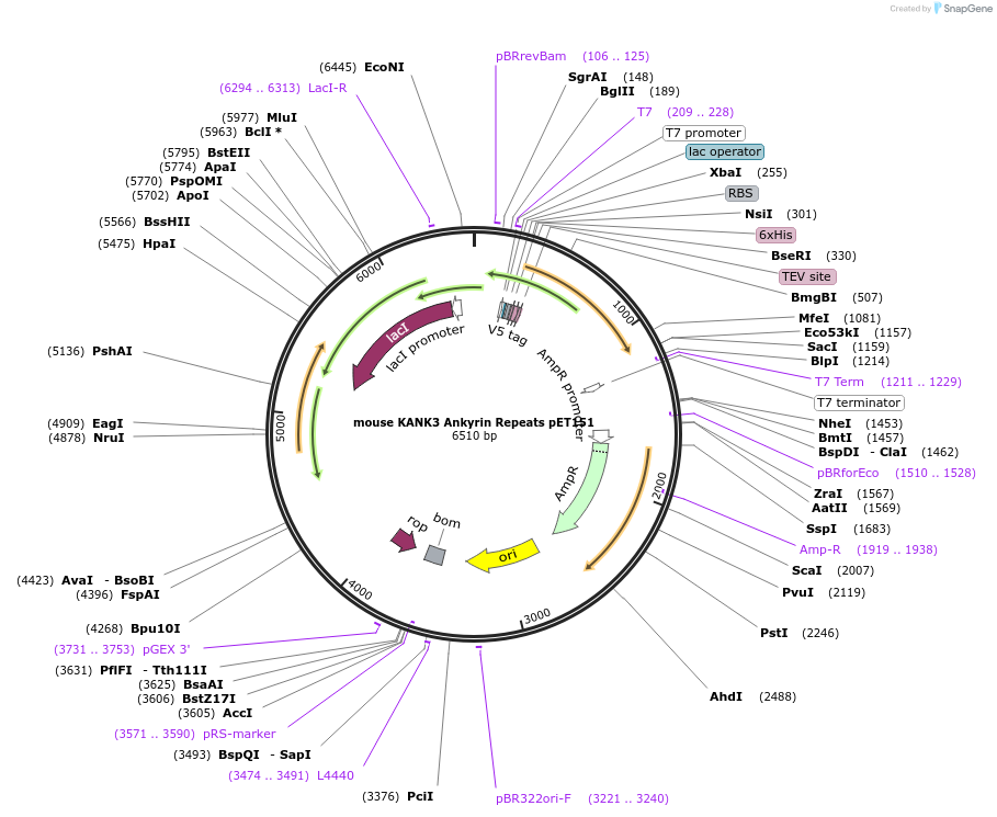 164056-plasmid-map-sequence-id-327670
