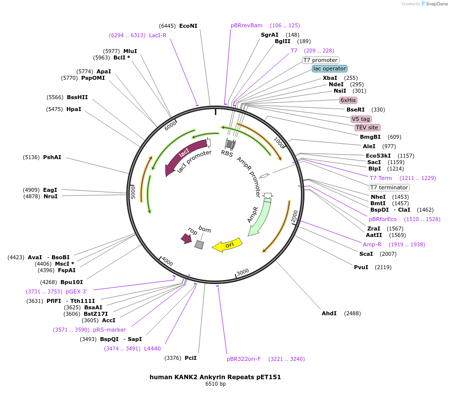 164054-plasmid-map-sequence-id-327671
