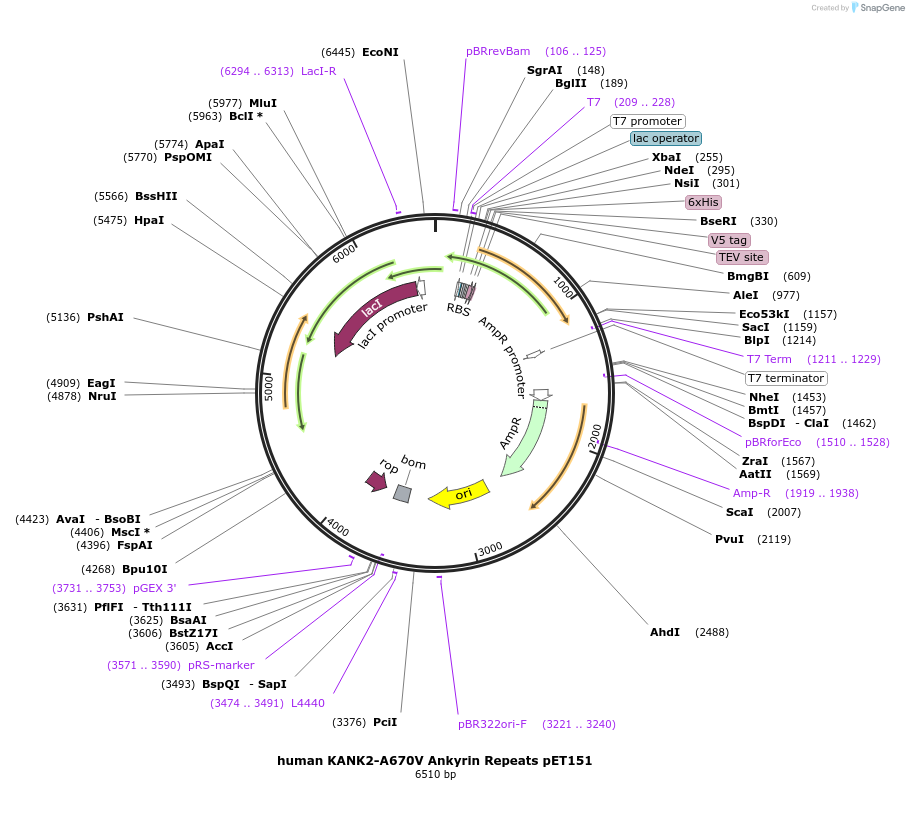 164055-plasmid-map-sequence-id-327673