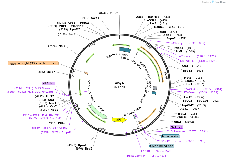 163749-plasmid-map-sequence-id-327685