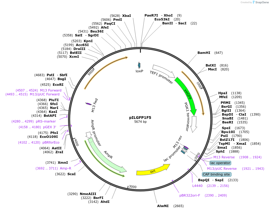 165064-plasmid-map-sequence-id-327686