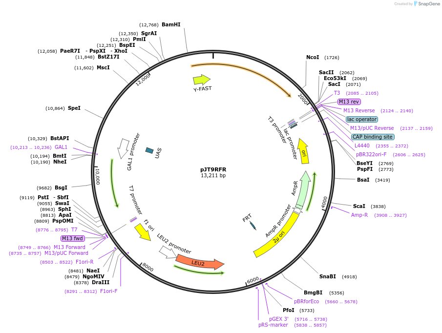 165067-plasmid-map-sequence-id-327691
