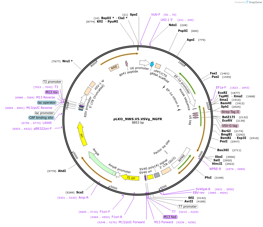 158246-plasmid-map-sequence-id-327707