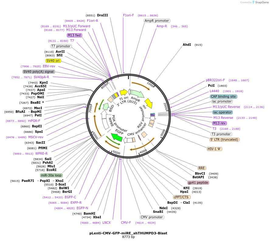 135690-plasmid-map-sequence-id-327708