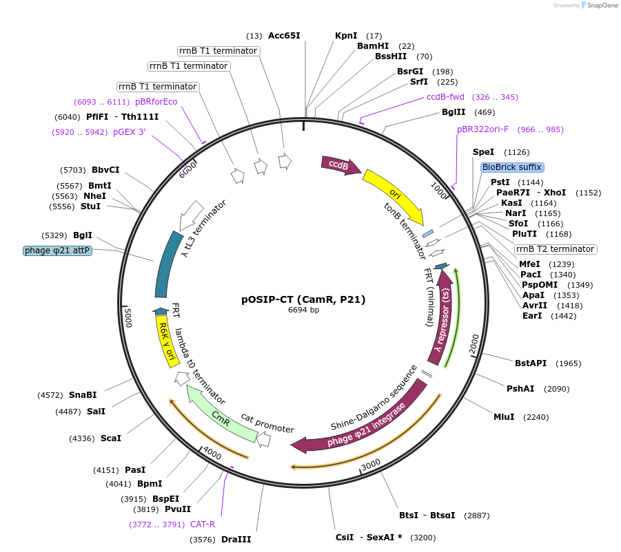 45981-plasmid-map-sequence-id-327715