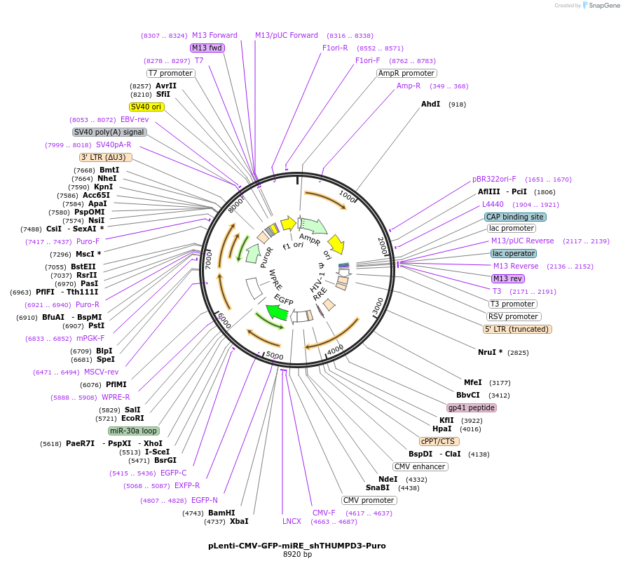 135691-plasmid-map-sequence-id-327716