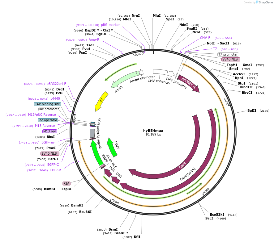 157942-plasmid-map-sequence-id-327728