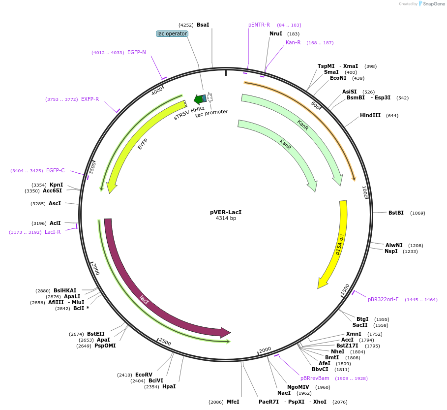 164830-plasmid-map-sequence-id-327739