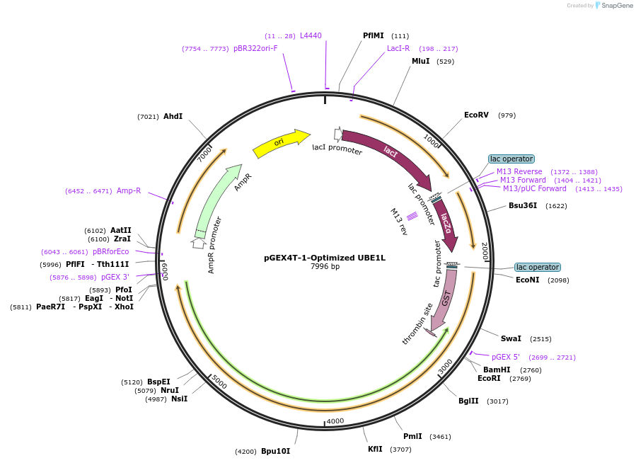 165099-plasmid-map-sequence-id-327741
