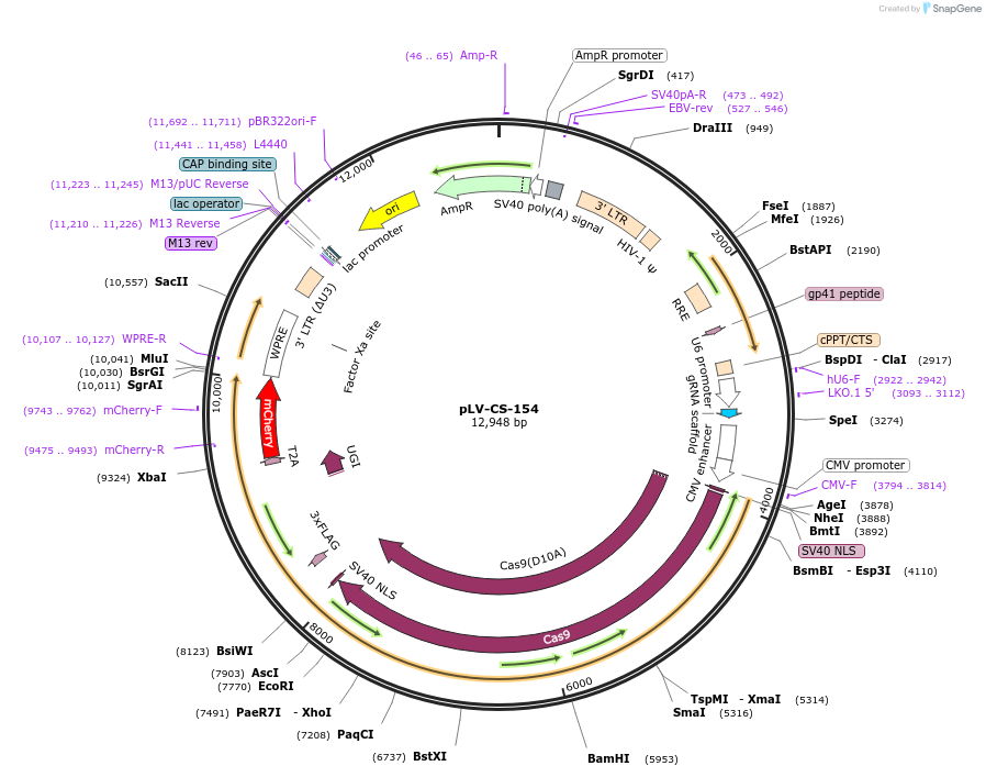 166230-plasmid-map-sequence-id-327744