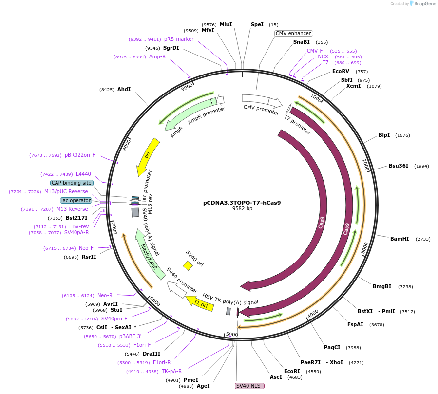 161876-plasmid-map-sequence-id-327745