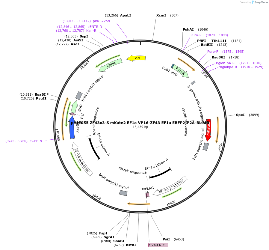 138736-plasmid-map-sequence-id-327802