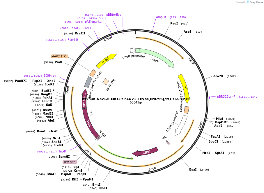 163031-plasmid-map-sequence-id-327803