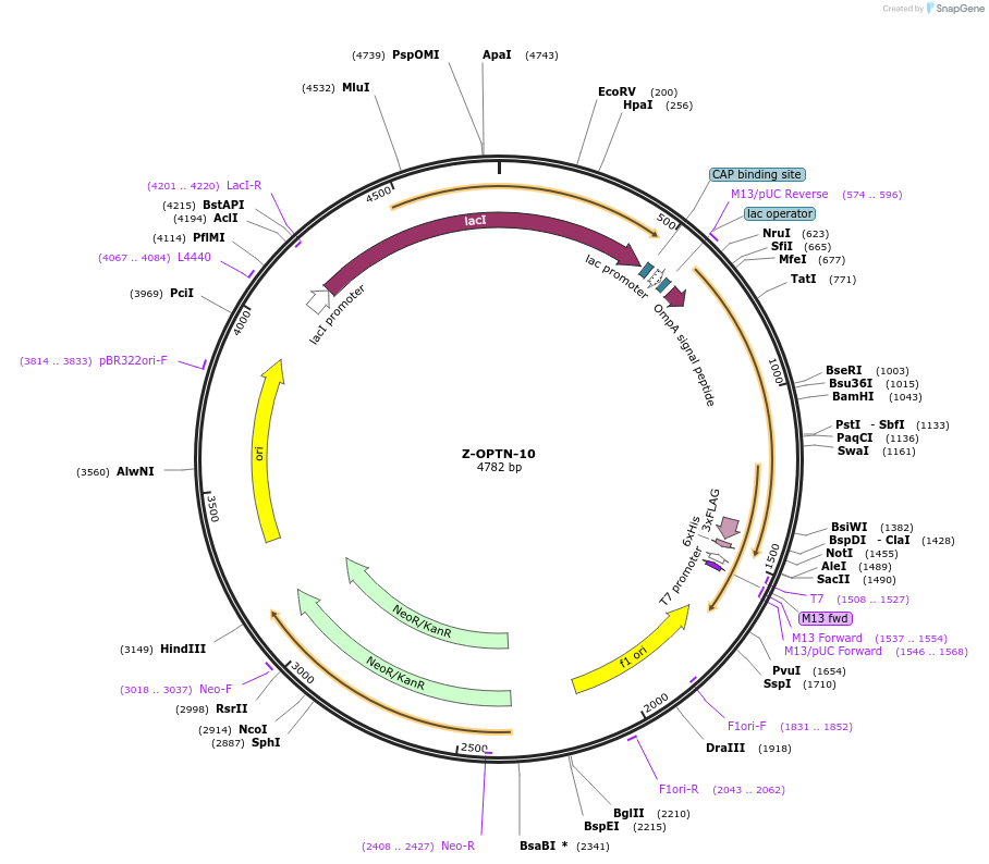 166562-plasmid-map-sequence-id-327812