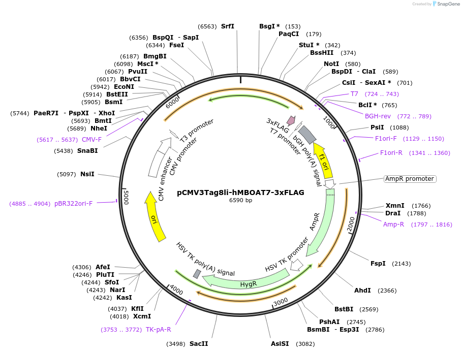 165474-plasmid-map-sequence-id-327816