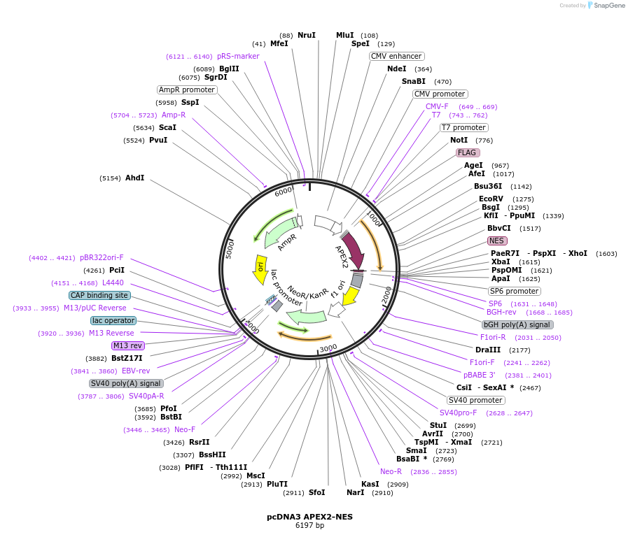 49386-plasmid-map-sequence-id-327822