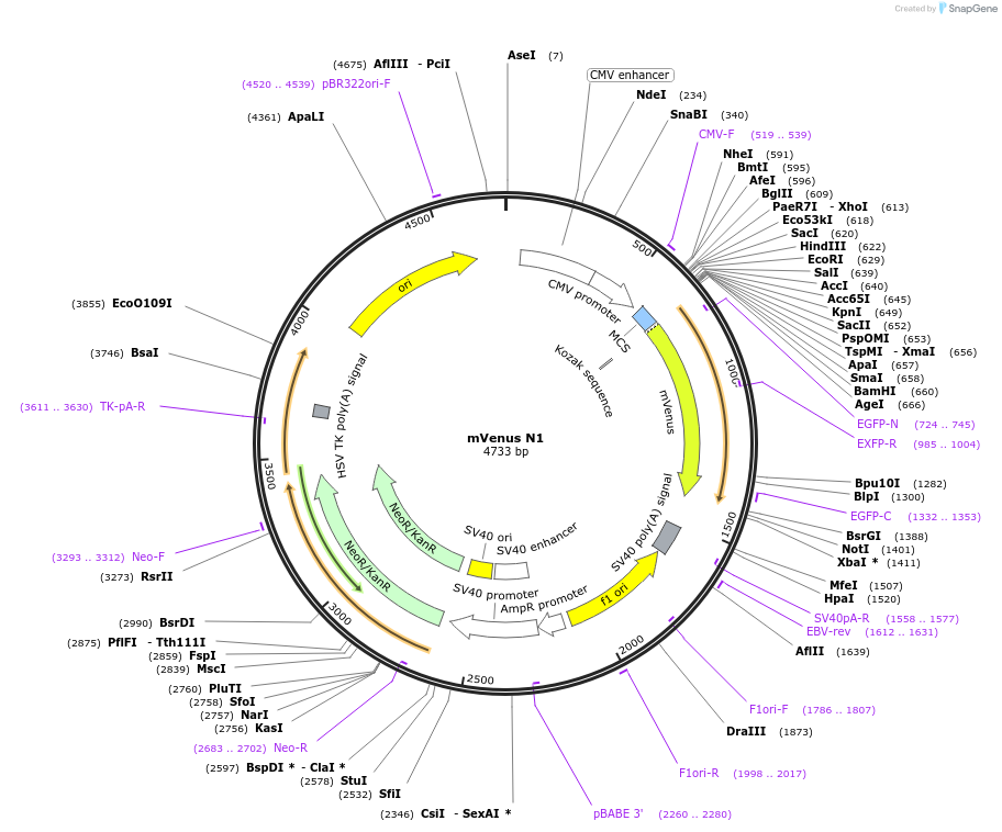 27793-plasmid-map-sequence-id-327828