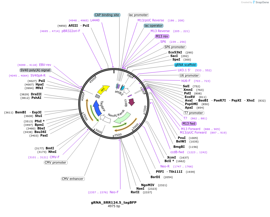 163753-plasmid-map-sequence-id-327832