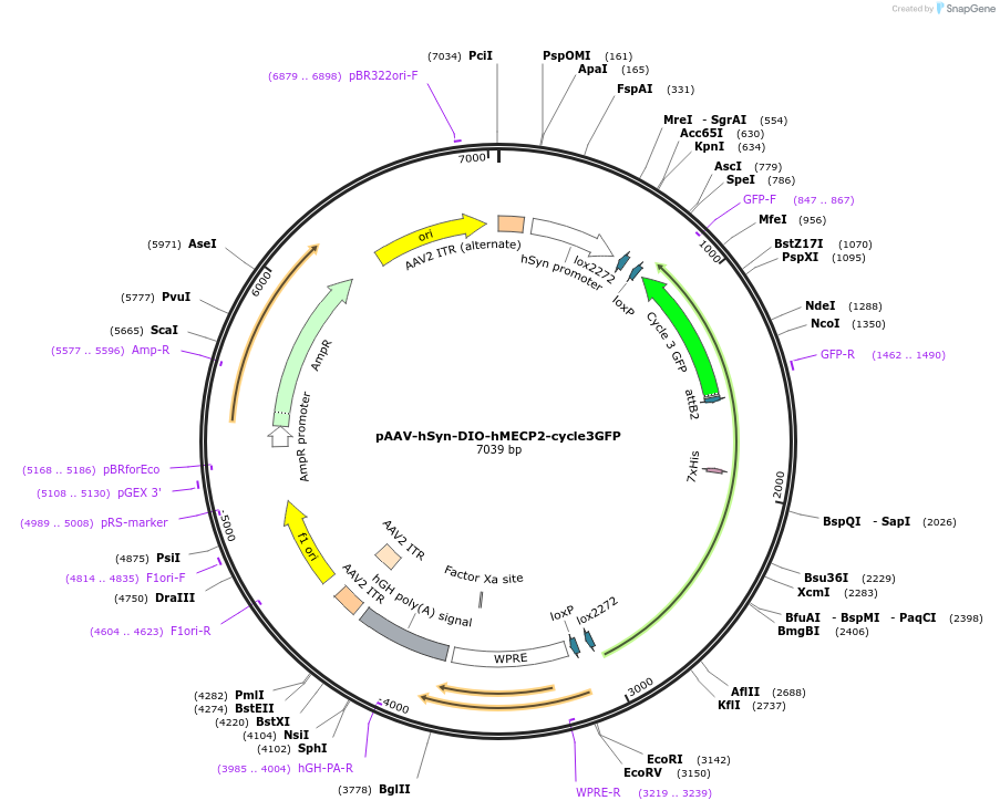 163706-plasmid-map-sequence-id-327851