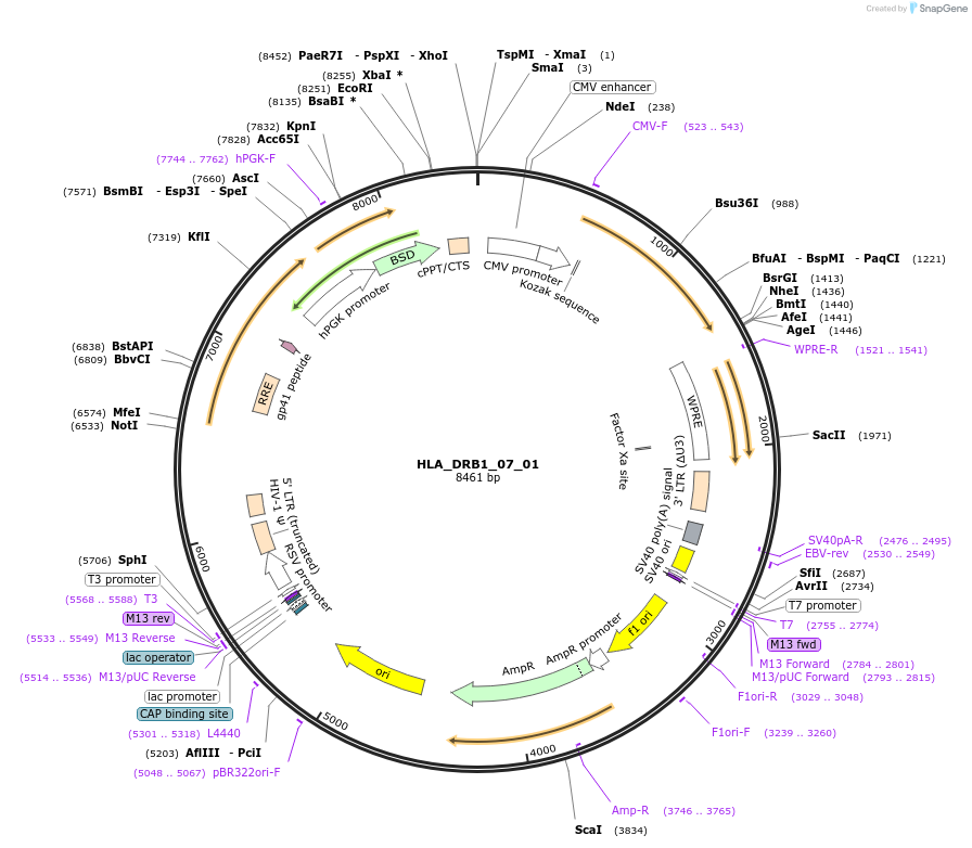 165014-plasmid-map-sequence-id-327863