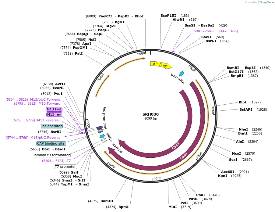 159633-plasmid-map-sequence-id-327883