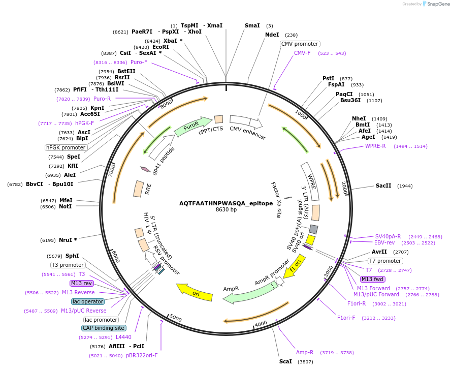 165019-plasmid-map-sequence-id-327886